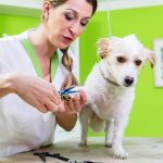 on demand dog grooming app